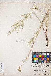 Sphenosciadium capitellatum image