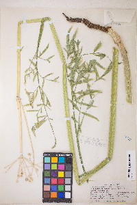 Sphenosciadium capitellatum image