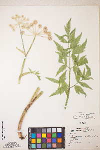 Sphenosciadium capitellatum image