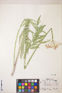 Sphenosciadium capitellatum image
