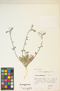 Eremothera chamaenerioides image