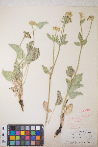 Zizia aptera image
