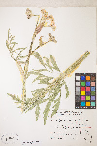 Sphenosciadium capitellatum image