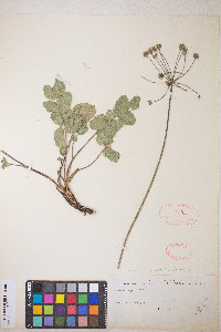 Tauschia arguta image