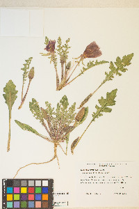 Oenothera primiveris image