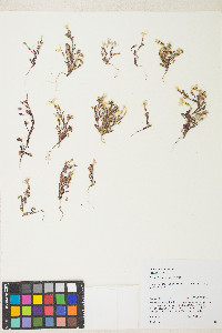 Erythranthe carsonensis image