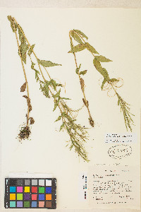 Epilobium ciliatum var. ciliatum image