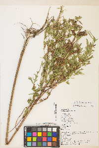 Epilobium ciliatum var. ciliatum image