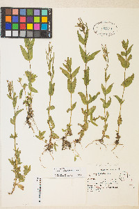 Epilobium ciliatum var. ciliatum image