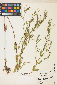 Epilobium ciliatum var. ciliatum image