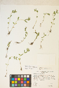 Epilobium hornemannii image