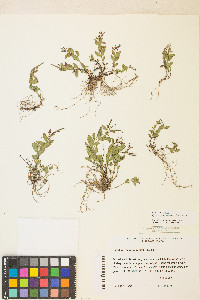 Epilobium clavatum image