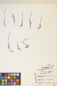 Epilobium oregonense image