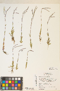 Epilobium oregonense image