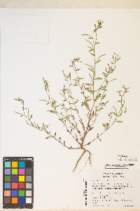 Epilobium minutum image