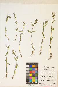 Epilobium halleanum image