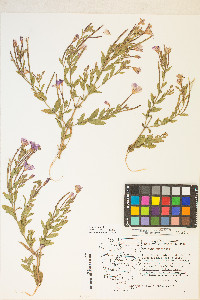 Epilobium hirsutum image