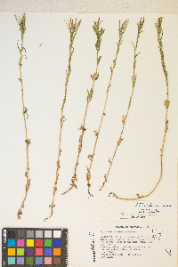 Epilobium halleanum image