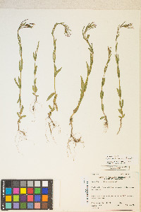 Epilobium halleanum image