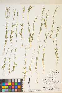 Epilobium halleanum image