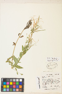 Epilobium ciliatum var. ciliatum image