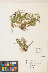 Epilobium clavatum image