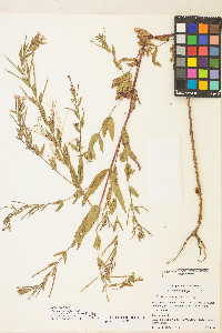 Epilobium ciliatum subsp. watsonii image