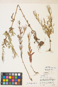 Epilobium ciliatum var. ciliatum image