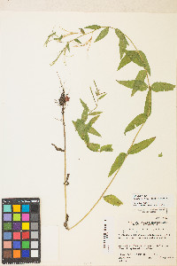 Epilobium ciliatum var. ciliatum image