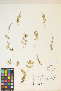 Epilobium hornemannii image