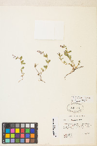 Epilobium clavatum image