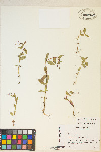 Epilobium hornemannii image