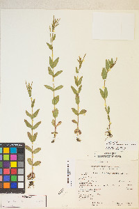 Epilobium saximontanum image