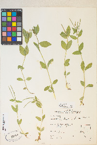 Epilobium lactiflorum image