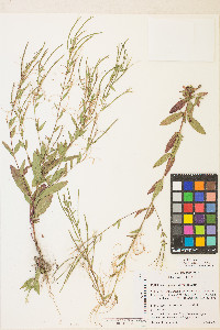 Epilobium ciliatum var. ciliatum image