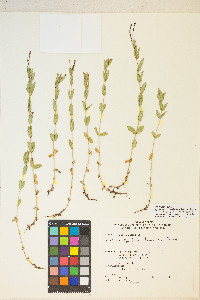 Epilobium glaberrimum image