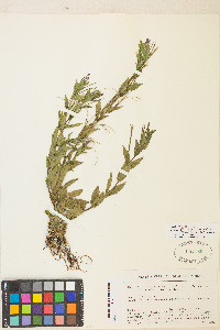 Epilobium ciliatum subsp. watsonii image