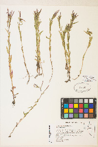 Epilobium ciliatum var. ciliatum image