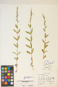 Epilobium lactiflorum image