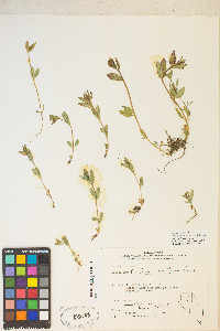 Epilobium hornemannii var. hornemannii image