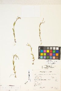 Epilobium halleanum image