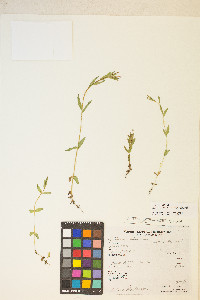 Epilobium halleanum image