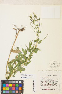 Epilobium ciliatum var. ciliatum image