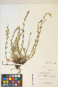 Epilobium glaberrimum image