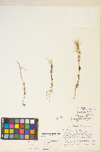 Epilobium halleanum image