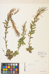 Epilobium ciliatum var. ciliatum image