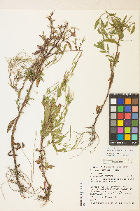 Epilobium ciliatum var. ciliatum image