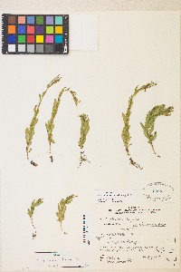 Epilobium ciliatum var. ciliatum image