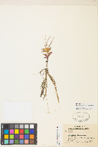 Epilobium ciliatum var. ciliatum image