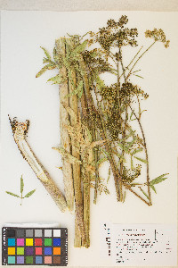 Cicuta maculata var. angustifolia image